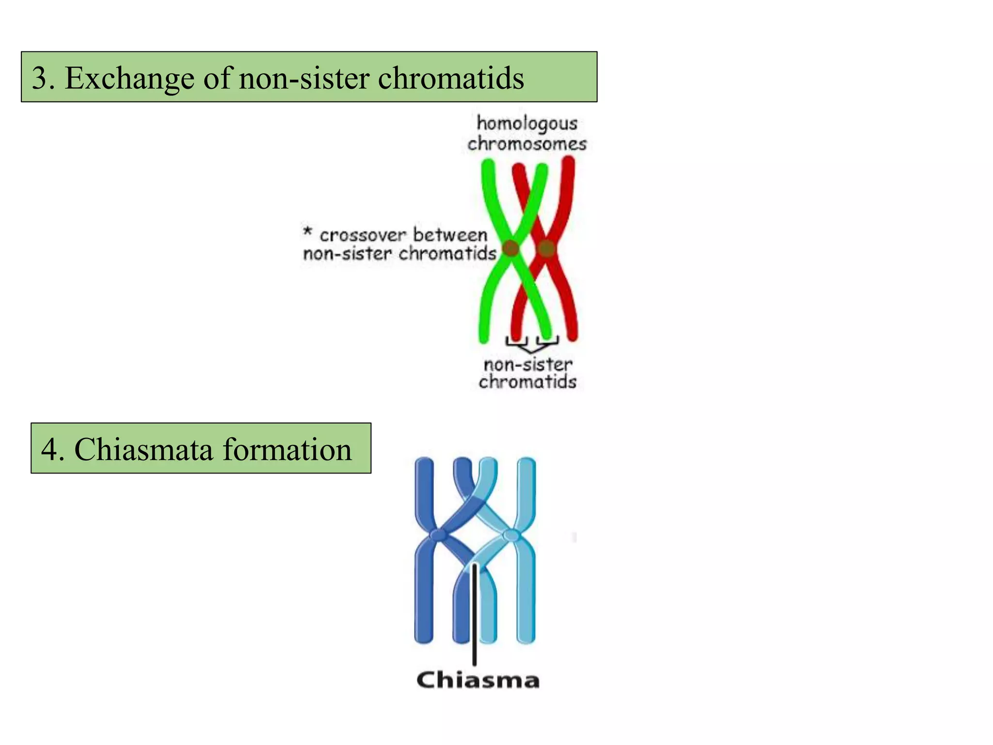 3. Exchange of non-sister chromatids
4. Chiasmata formation
 