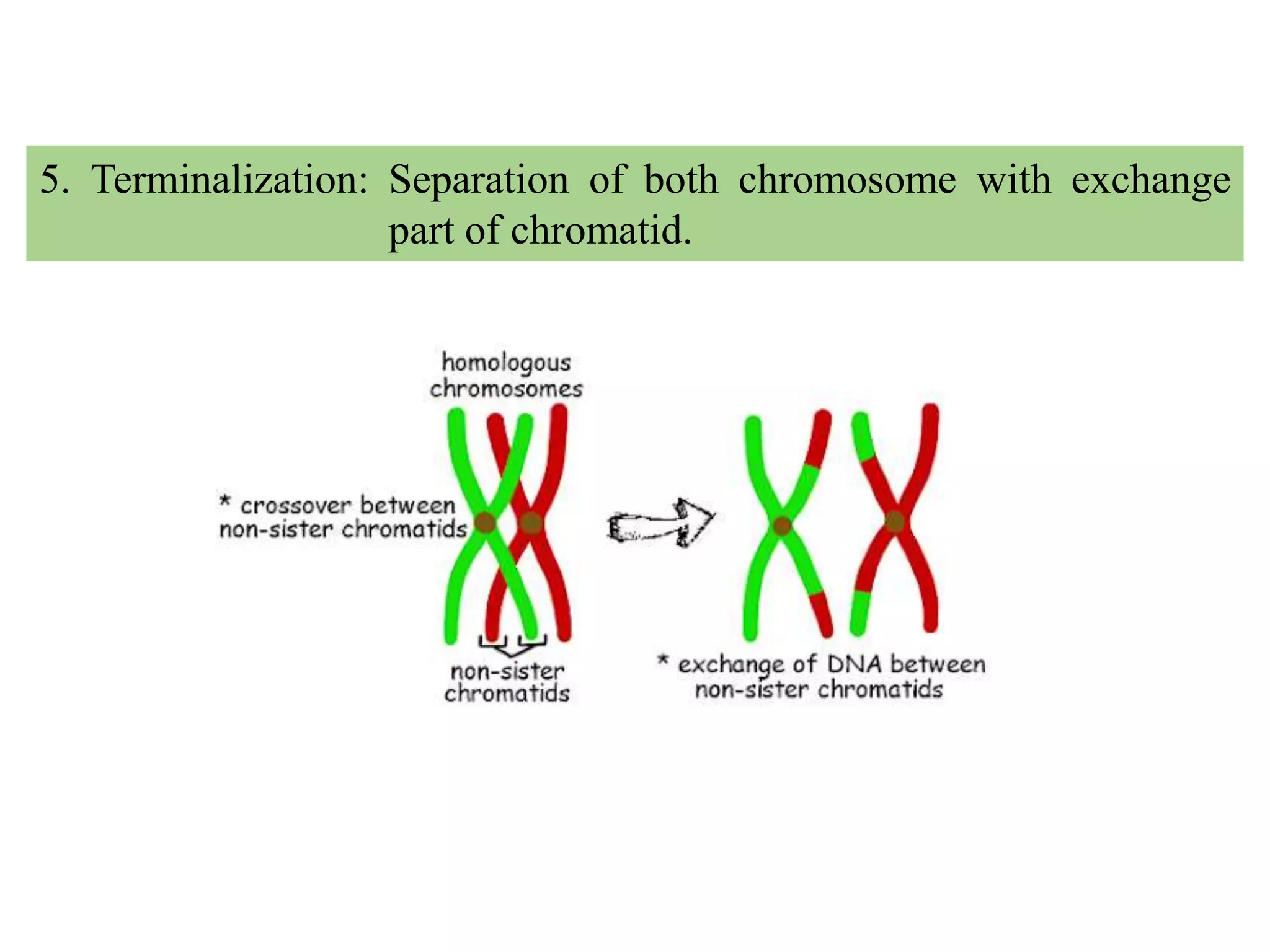 5. Terminalization: Separation of both chromosome with exchange
part of chromatid.
 