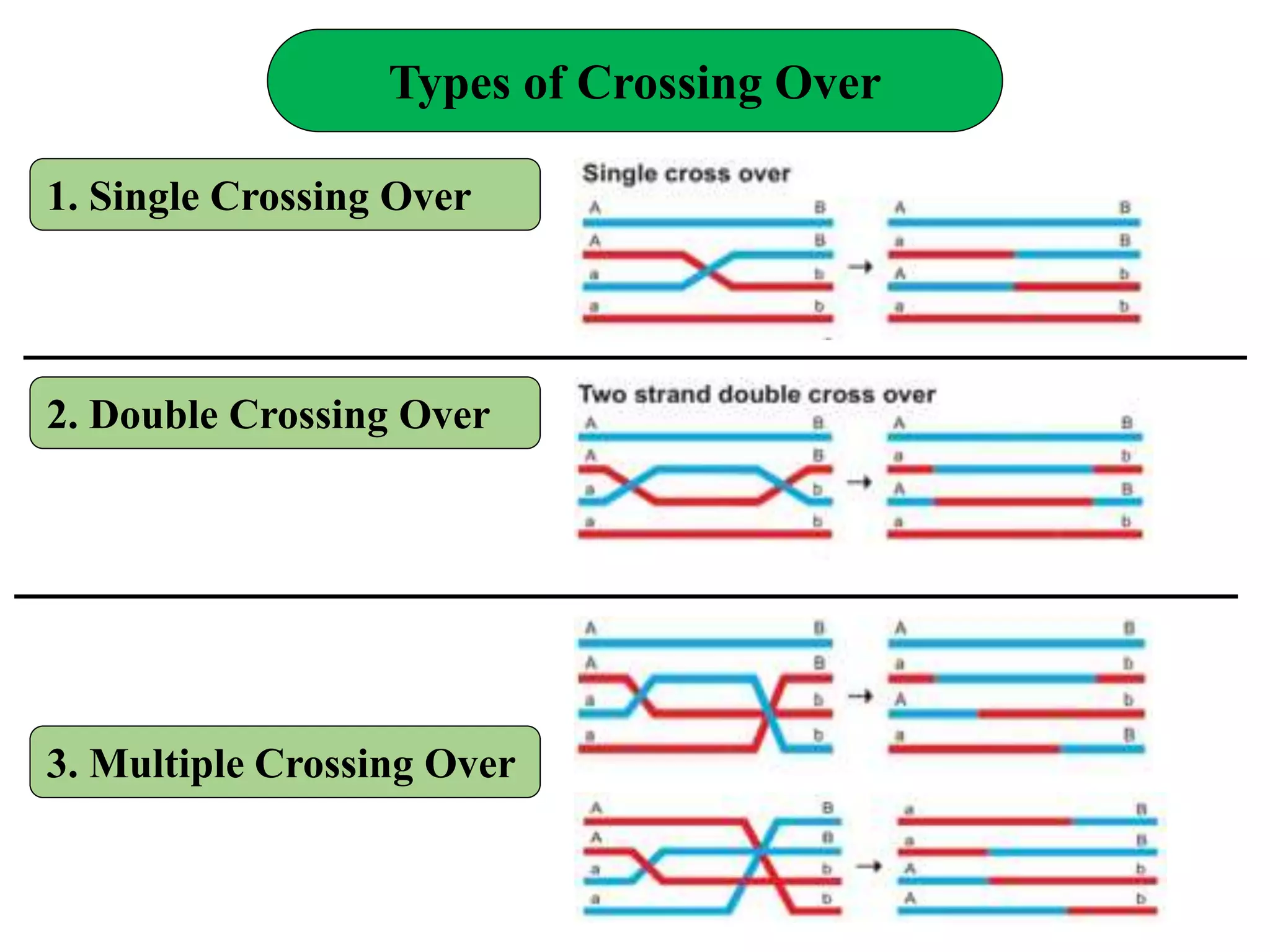 Types of Crossing Over
1. Single Crossing Over
2. Double Crossing Over
3. Multiple Crossing Over
 
