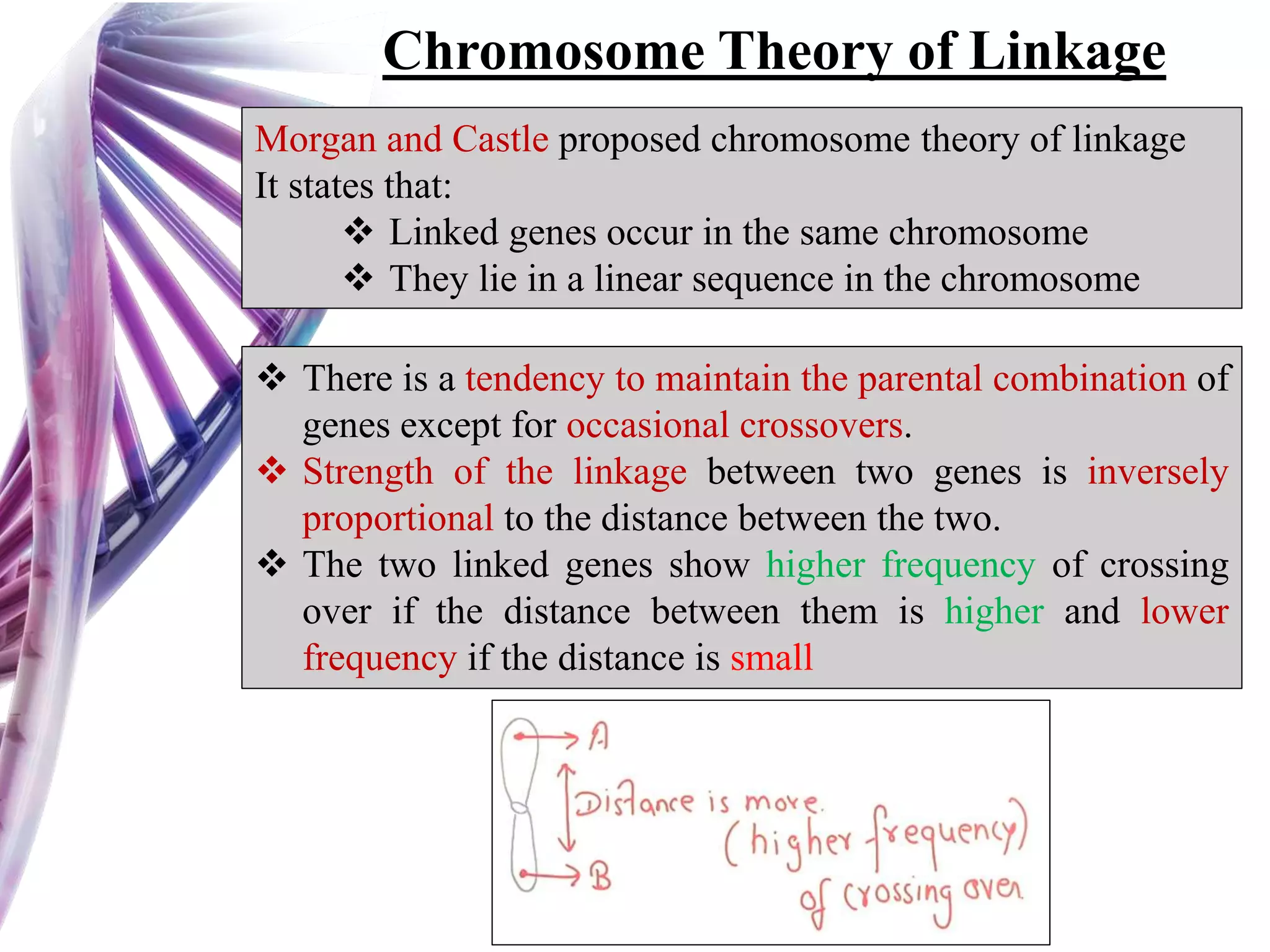 Chromosome Theory of Linkage
Morgan and Castle proposed chromosome theory of linkage
It states that:
 Linked genes occur in the same chromosome
 They lie in a linear sequence in the chromosome
 There is a tendency to maintain the parental combination of
genes except for occasional crossovers.
 Strength of the linkage between two genes is inversely
proportional to the distance between the two.
 The two linked genes show higher frequency of crossing
over if the distance between them is higher and lower
frequency if the distance is small
 