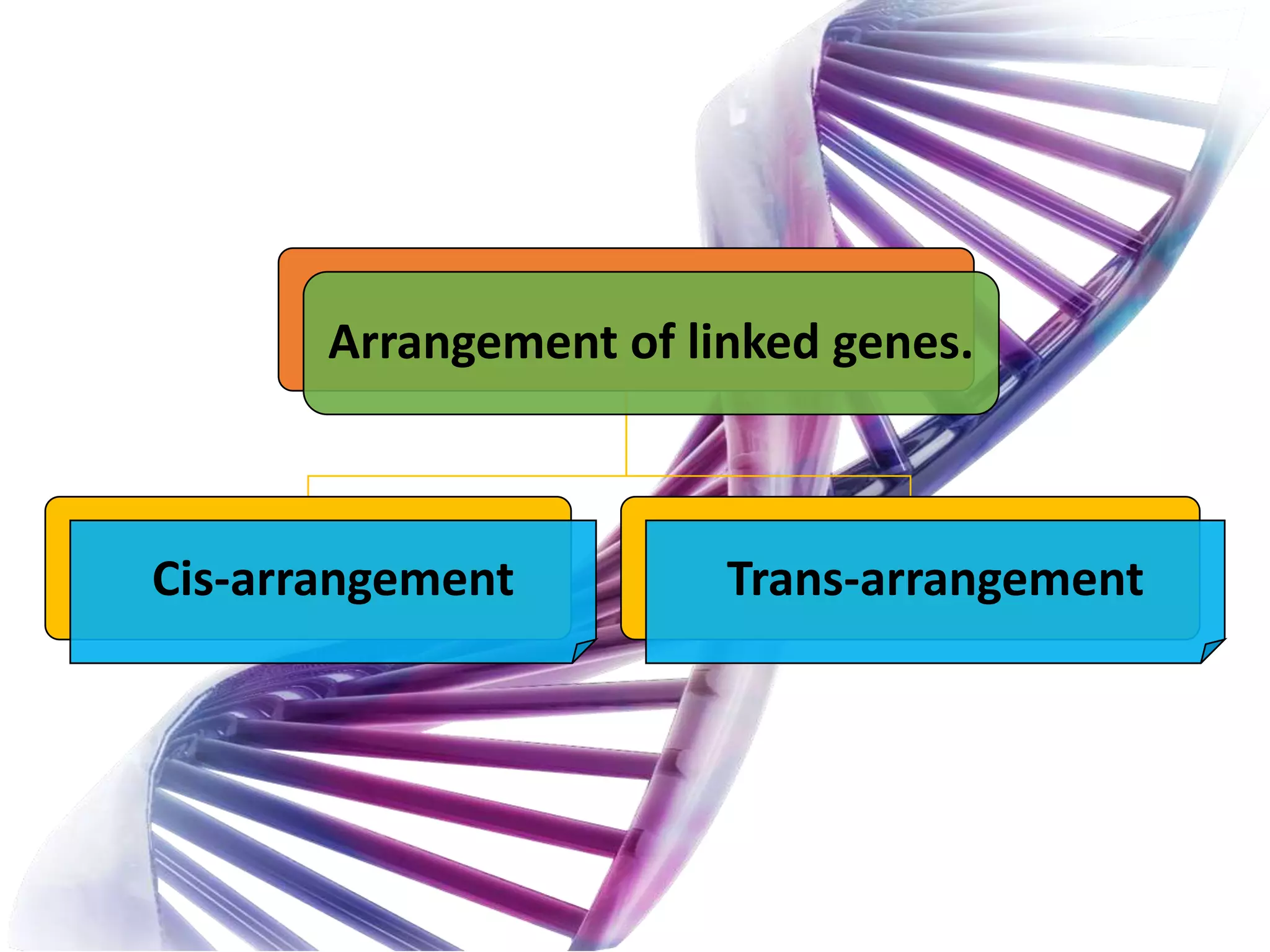 Arrangement of linked genes.
Cis-arrangement Trans-arrangement
 