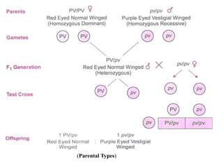 Linkage and Crossing over (Sanjay Chetry).pptx