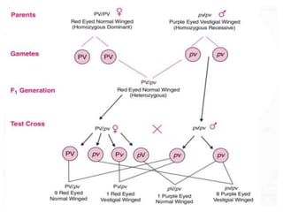 Linkage and Crossing over (Sanjay Chetry).pptx