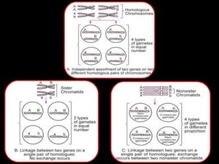 Linkage and Crossing over (Sanjay Chetry).pptx