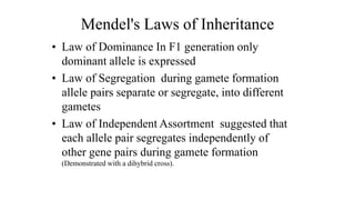 Mendel's Laws of Inheritance
• Law of Dominance In F1 generation only
dominant allele is expressed
• Law of Segregation during gamete formation
allele pairs separate or segregate, into different
gametes
• Law of Independent Assortment suggested that
each allele pair segregates independently of
other gene pairs during gamete formation
(Demonstrated with a dihybrid cross).
 