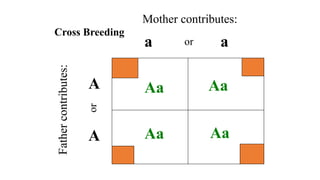 a a
A
A
Aa
Aa
Aa
Aa
Mother contributes:
or
Cross Breeding
 