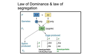 Law of Dominance & law of
segregation
 