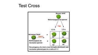 Test Cross
 