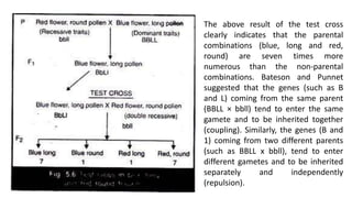 The above result of the test cross
clearly indicates that the parental
combinations (blue, long and red,
round) are seven times more
numerous than the non-parental
combinations. Bateson and Punnet
suggested that the genes (such as B
and L) coming from the same parent
(BBLL × bbll) tend to enter the same
gamete and to be inherited together
(coupling). Similarly, the genes (B and
1) coming from two different parents
(such as BBLL x bbll), tend to enter
different gametes and to be inherited
separately and independently
(repulsion).
 