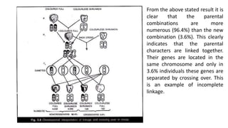 From the above stated result it is
clear that the parental
combinations are more
numerous (96.4%) than the new
combination (3.6%). This clearly
indicates that the parental
characters are linked together.
Their genes are located in the
same chromosome and only in
3.6% individuals these genes are
separated by crossing over. This
is an example of incomplete
linkage.
 