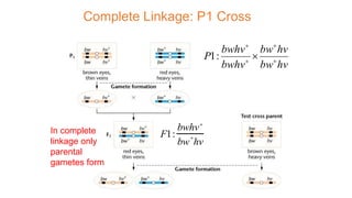 Complete Linkage: P1 Cross
In complete
linkage only
parental
gametes form
hvbw
hvbw
bwhv
bwhv
P 



:1
F1:
bwhv
bw

hv
 