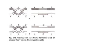 Fig. 10.3. Crossing over and chiasma formation based on
classical theory (A) and chiasmatype theory (B).
 