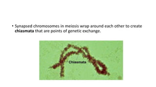 • Synapsed chromosomes in meiosis wrap around each other to create
chiasmata that are points of genetic exchange.
 