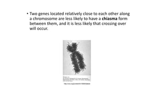 • Two genes located relatively close to each other along
a chromosome are less likely to have a chiasma form
between them, and it is less likely that crossing over
will occur.
http://cnx.org/content/m15083/latest/
 
