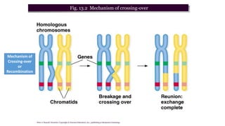 Peter J. Russell, iGenetics: Copyright © Pearson Education, Inc., publishing as Benjamin Cummings.
Fig. 13.2 Mechanism of crossing-over
Mechanism of
Crossing-over
or
Recombination
 