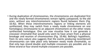 • During duplication of chromosomes, the chromomeres are duplicated first
and the newly formed chromomeres remain tightly juxtaposed, to the old
ones, without any interchromomeric regions found between them (Fig.
10.4a). When these interchromomeric regions or linking elements are
synthesized, they may switch from a newly made chromomere on one
homologous chromosome to an adjacent chromomere on the other newly
synthesized homologue. One can now visualize how it can generate a
crossover chromatid that would only seem to have arisen from a physical
breakage and reunion of chromosomes (Fig. 10.4b). Bellirtg's hypothesis,
from its very nature also suggests that the events producing recombinant
chromosomes can take place only between newly made chromatids, so
that only two strand double and multiple crossovers are possible and no
three strand or four strand multiple crossovers are possible.
 