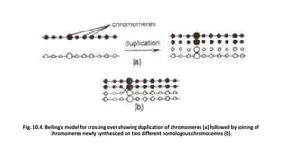 Fig. 10.4. Belling's model for crossing over showing duplication of chromomeres (a) followed by joining of
chromomeres newly synthesized on two different homologous chromosomes (b).
 