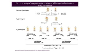 Peter J. Russell, iGenetics: Copyright © Pearson Education, Inc., publishing as Benjamin Cummings.
Fig. 13.1 Morgan’s experimental crosses of white-eye and miniature-
wing variants of
Drosophila melanogaster
 