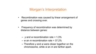 Morgan’s Interpretation
• Recombination was caused by linear arrangement of
genes and crossing over.
• Frequency of recombination was determined by
distance between genes:
– y and w recombination rate = 1.3%
– w an m recombination rate = 37.2%
– Therefore y and w were closer together on the
chromosome, while w an m are farther apart.
 