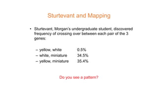 Sturtevant and Mapping
• Sturtevant, Morgan’s undergraduate student, discovered
frequency of crossing over between each pair of the 3
genes:
– yellow, white 0.5%
– white, miniature 34.5%
– yellow, miniature 35.4%
Do you see a pattern?
 