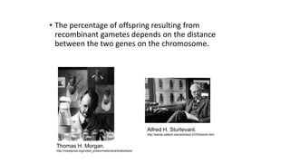 • The percentage of offspring resulting from
recombinant gametes depends on the distance
between the two genes on the chromosome.
Thomas H. Morgan.
http://nobelprize.org/nobel_prizes/medicine/articles/lewis/
Alfred H. Sturtevant.
http://eands.caltech.edu/articles/LXVII2/bomb.html
 