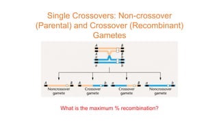 Single Crossovers: Non-crossover
(Parental) and Crossover (Recombinant)
Gametes
What is the maximum % recombination?
 