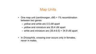 Map Units
• One map unit (centimorgan, cM) = 1% recombination
between two genes
– yellow and white are 0.5 cM apart
– yellow and miniature are 35.4 cM apart
– white and miniature are (35.4-0.5) = 34.9 cM apart
• In Drosophila, crossing over occurs only in females,
never in males.
 