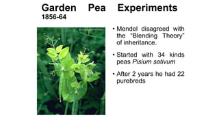 Garden Pea Experiments
1856-64
• Mendel disagreed with
the “Blending Theory”
of inheritance.
• Started with 34 kinds
peas Pisium sativum
• After 2 years he had 22
purebreds
 