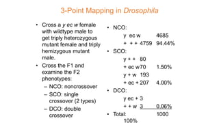 3-Point Mapping in Drosophila
• Cross a y ec w female
with wildtype male to
get triply heterozygous
mutant female and triply
hemizygous mutant
male.
• Cross the F1 and
examine the F2
phenotypes:
– NCO: noncrossover
– SCO: single
crossover (2 types)
– DCO: double
crossover
• NCO:
y ec w 4685
+ + + 4759 94.44%
• SCO:
y + + 80
+ ec w70 1.50%
y + w 193
+ ec + 207 4.00%
• DCO:
y ec + 3
+ + w 3 0.06%
• Total: 1000
100%
 