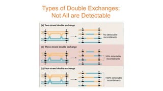 Types of Double Exchanges:
Not All are Detectable
 