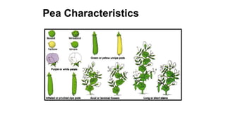 Pea Characteristics
Trait on the left is dominant. Trait on the right is recessive.
 