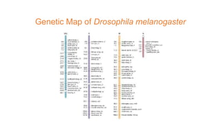 Genetic Map of Drosophila melanogaster
 