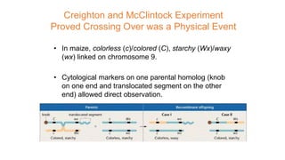 Creighton and McClintock Experiment
Proved Crossing Over was a Physical Event
• In maize, colorless (c)/colored (C), starchy (Wx)/waxy
(wx) linked on chromosome 9.
• Cytological markers on one parental homolog (knob
on one end and translocated segment on the other
end) allowed direct observation.
 