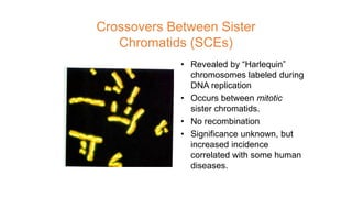 Crossovers Between Sister
Chromatids (SCEs)
• Revealed by “Harlequin”
chromosomes labeled during
DNA replication
• Occurs between mitotic
sister chromatids.
• No recombination
• Significance unknown, but
increased incidence
correlated with some human
diseases.
 