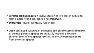 • Somatic cell hybridization involves fusion of two cells in culture to
form a single hybrid cell, called a heterokaryon.
• Synkaryon – nuclei eventually fuse in cell
• Upon continued culturing of the hybrid cell, chromosomes from one
of the two parental species are gradually lost until only a few
chromosomes of one species remain and most chromosomes are
from the other species
 