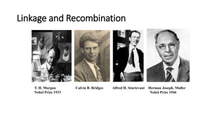 Linkage and Recombination
T. H. Morgan Calvin B. Bridges Alfred H. Sturtevant Herman Joseph. Muller
Nobel Prize 1933 Nobel Prize 1946
 