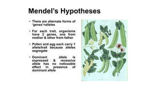 Mendel’s Hypotheses
• There are alternate forms of
‘genes’=alleles
• For each trait, organisms
have 2 genes, one from
mother & other from father
• Pollen and egg each carry 1
allele/trait because alleles
segregate
• Dominant allele is
expressed & recessive
allele has no noticeable
effect in presence of
dominant allele
 