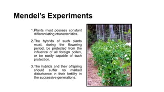 Mendel’s Experiments
1.Plants must possess constant
differentiating characteristics.
2.The hybrids of such plants
must, during the flowering
period, be protected from the
influence of all foreign pollen,
or be easily capable of such
protection.
3.The hybrids and their offspring
should suffer no marked
disturbance in their fertility in
the successive generations.
 