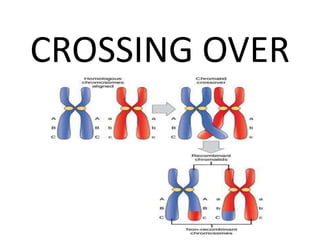 LINKAGE AND CROSSING OVER ppt.pptx