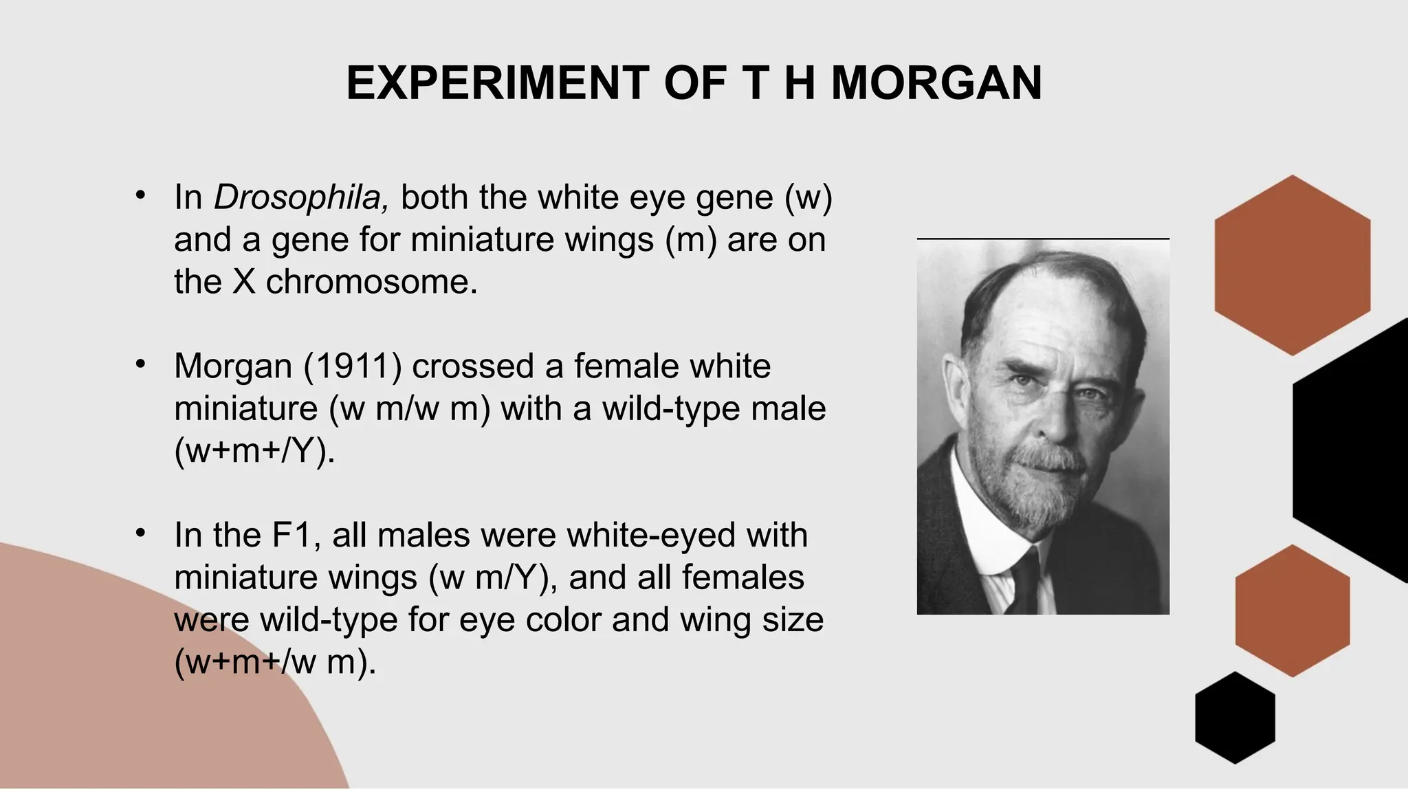 • In Drosophila, both the white eye gene (w)
and a gene for miniature wings (m) are on
the X chromosome.
• Morgan (1911) crossed a female white
miniature (w m/w m) with a wild-type male
(w+m+/Y).
• In the F1, all males were white-eyed with
miniature wings (w m/Y), and all females
were wild-type for eye color and wing size
(w+m+/w m).
EXPERIMENT OF T H MORGAN
 