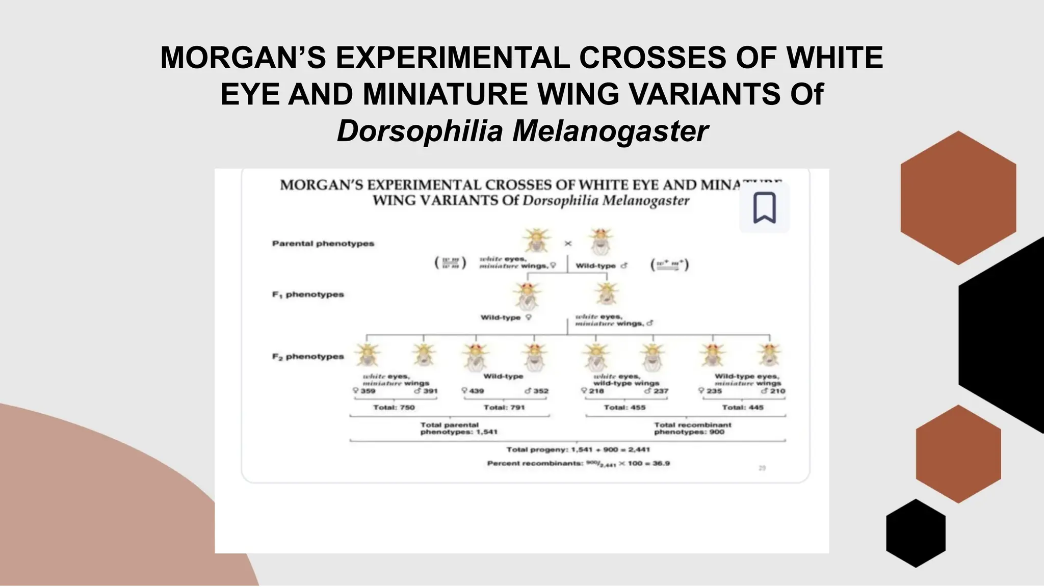 MORGAN’S EXPERIMENTAL CROSSES OF WHITE
EYE AND MINIATURE WING VARIANTS Of
Dorsophilia Melanogaster
 
