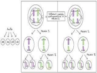 Linkage – concept, types and theories | PPTX