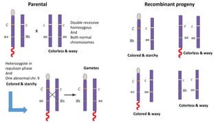 Heterozygote in
repulsion phase
And
One abnormal chr. 9
Double recessive
homozygous
And
Both normal
chromosomes
Gametes
Colored & starchy
Colorless & waxy
Parental Recombinant progeny
Colored & starchy
Colorless & waxy
Colored & waxy
Colorless & waxy
 