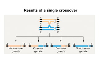 Linkage crossing over and its genetics characteristics of crossing over ...