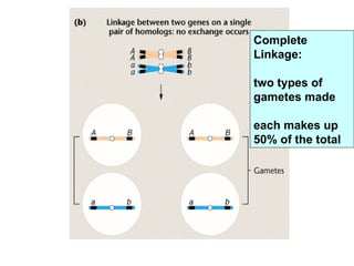 Linkage crossing over and its genetics characteristics of crossing over ...