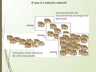O que é a seleção natural?
Variações entre indivíduos
de uma população
Superprodução de
descendentes ao longo das
gerações
Geração
1
Geração
2
Geração
3
 