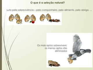 O que é a seleção natural?
Os mais aptos sobrevivem;
os menos aptos são
eliminados
Luta pela sobrevivência – pelo companheiro, pelo alimento, pelo abrigo, ...
 