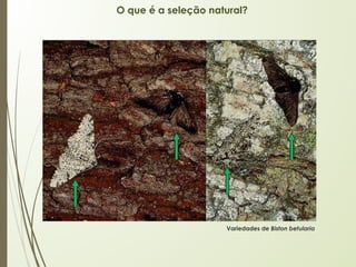 O que é a seleção natural?
Variedades de Biston betularia
 