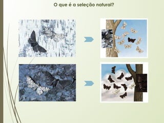 O que é a seleção natural?
 