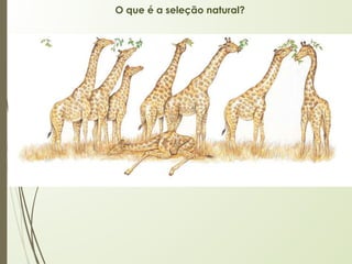 O que é a seleção natural?
 